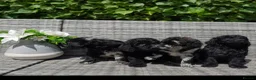 Labradoodle dogs for sale: Exceptional F2B Midi Teddybear Labradoodles - Advert 7