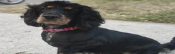 Cockapoo dogs for sale: 5 F1B Cockapoo puppies - Advert 10