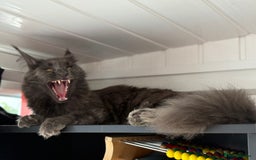Maine Coon cats for sale: Adorable Blue Maine coon kittens - Image 12