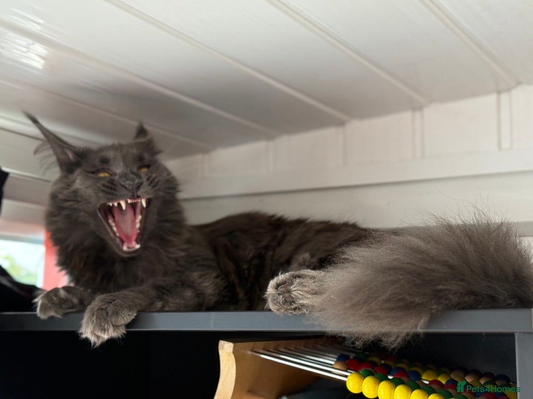 Maine Coon cats for sale: Adorable Blue Maine coon kittens - Image 12