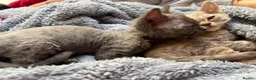 Devon Rex cats for sale: Outstanding kittens.  - Advert 16