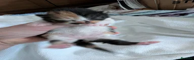 Mixed Breed Kitten 1
