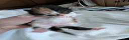 Mixed Breed cats for sale: Bengal x kittens  - Advert 17