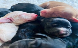 Cocker Spaniel dogs for sale: Extremely well bred KC Cocker Spaniel puppies  - Image 4