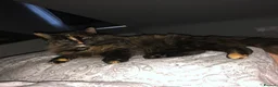 British Longhair cats for sale: Female cat looking for a new home! in Spalding - Advert 7