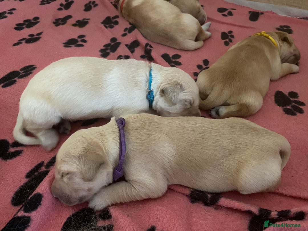 Golden Retriever dogs for sale: 🐾Sweet Golden Retriever Puppies-5 generation KC🐾 - Image 22