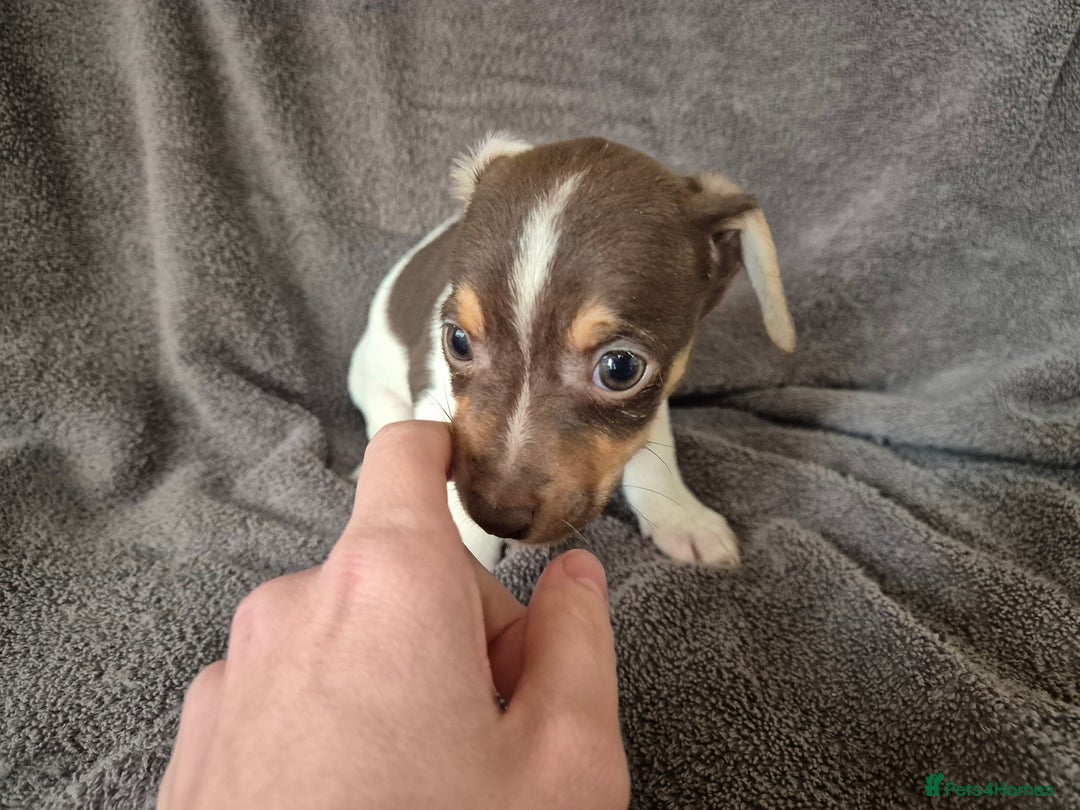 Jack Russell dogs for sale: Jack russel puppies - Image 4