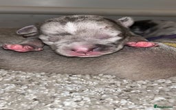 American Bull Staffy dogs for sale: 10 pocket bully - Image 9