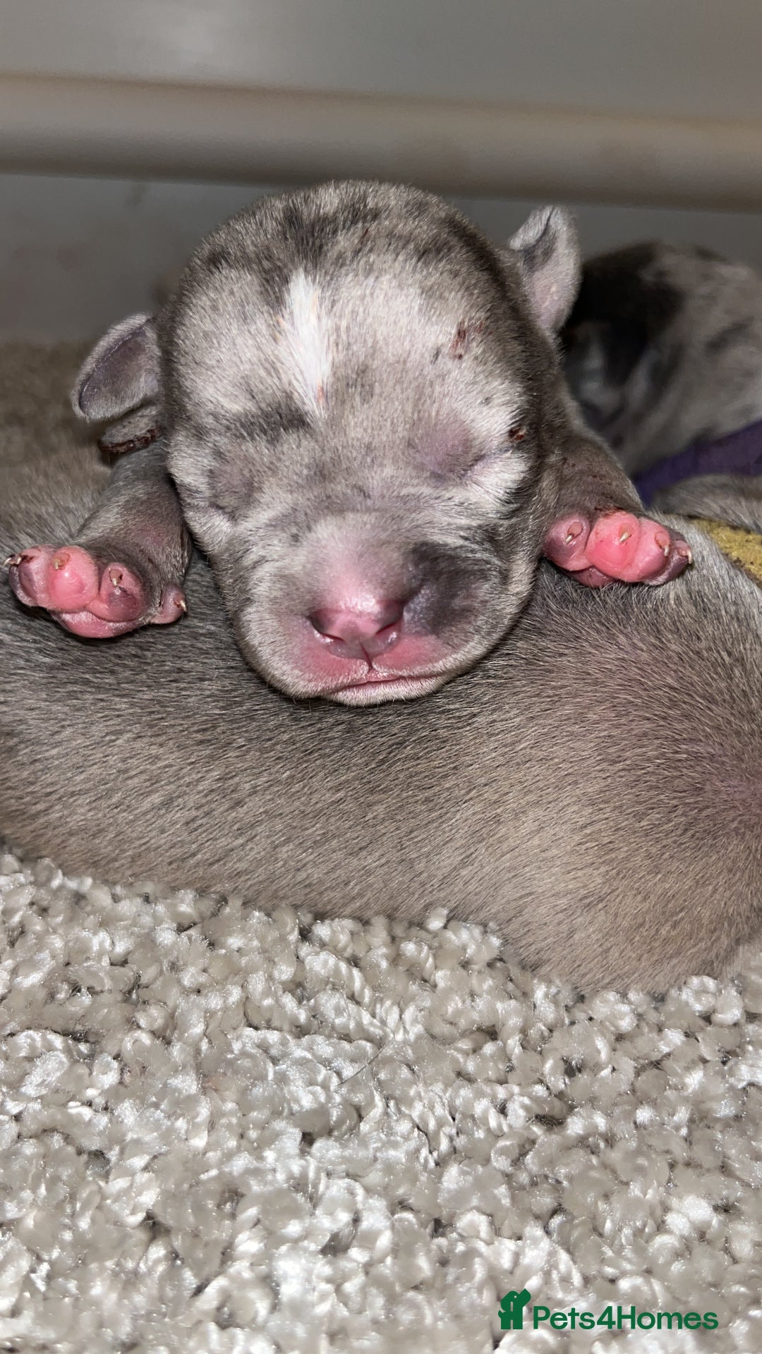 American Bull Staffy dogs for sale: 10 pocket bully - Image 9