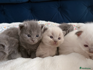 Ragdoll cats Ragdoll X British Blue beauties - Advert 3