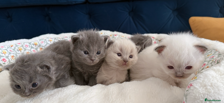 Ragdoll cats Ragdoll X British Blue beauties - Advert 1