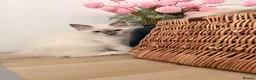 Ragdoll cats for sale: Stunning Purebred Ragdoll Kittens - Advert 16