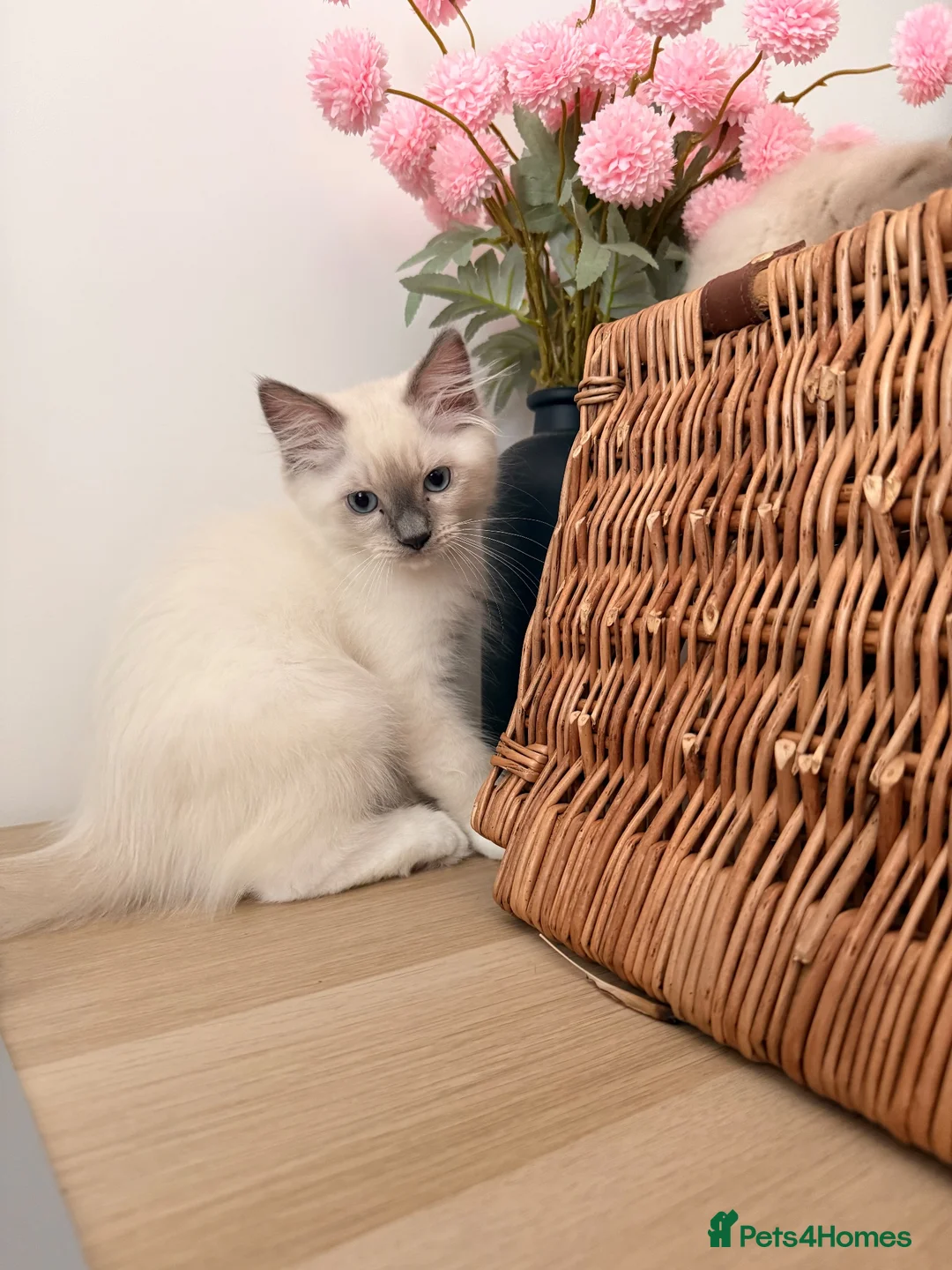 Ragdoll cats for sale: Stunning Purebred Ragdoll Kittens - Advert 16
