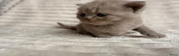 British Shorthair cats for sale: Beautiful Purebred British Shorthair Kittens - Advert 11