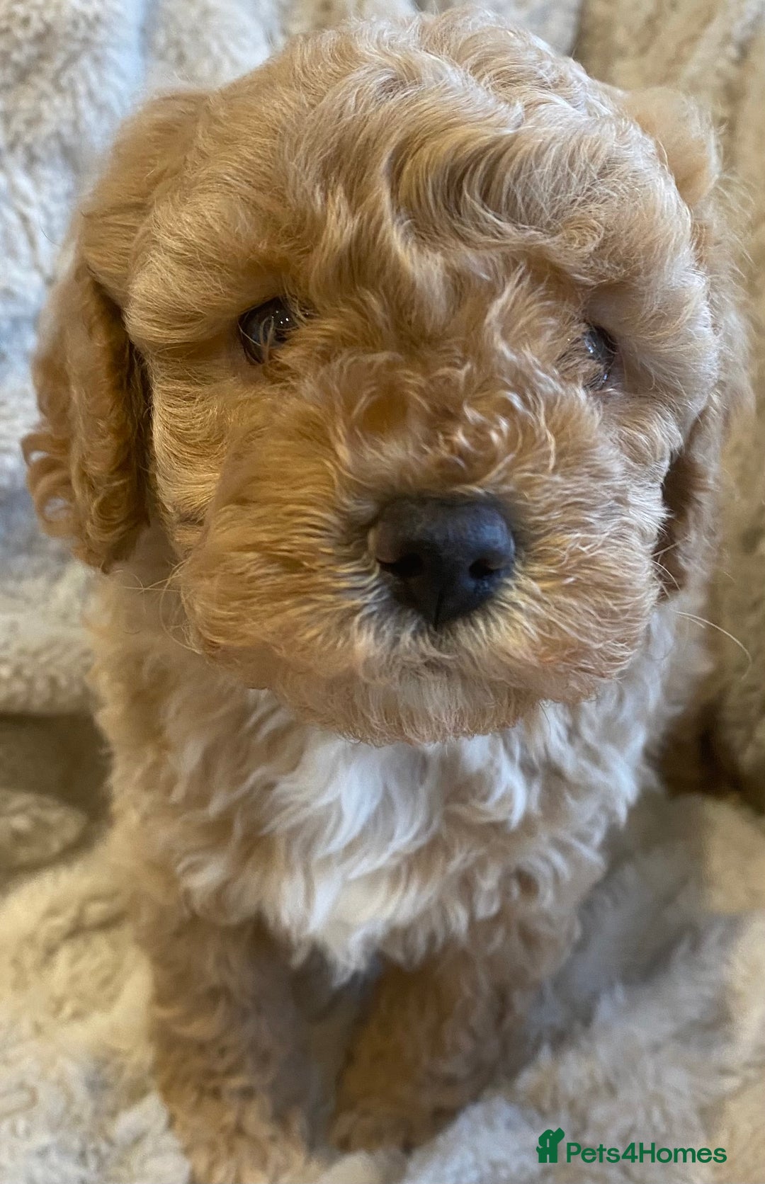 Cavapoo dogs for sale: Gorgeous Teddybear Cavapoo Puppies health checked  - Advert 33