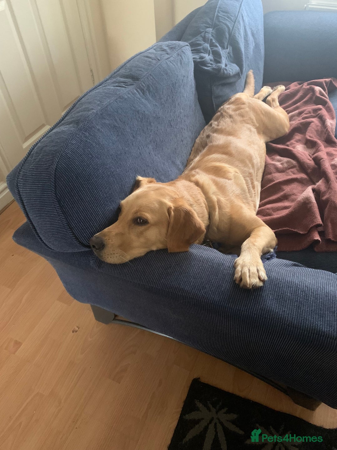Labrador Retriever dogs for sale: Pedigree female Red Fox Labrador Retriever for  - Advert 16