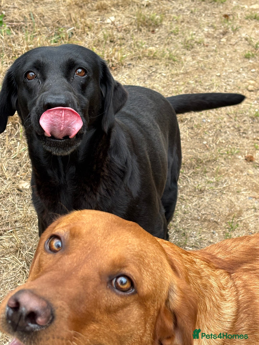 Labrador Retriever dogs for sale: 2 boys looking for forever homes - Image 5