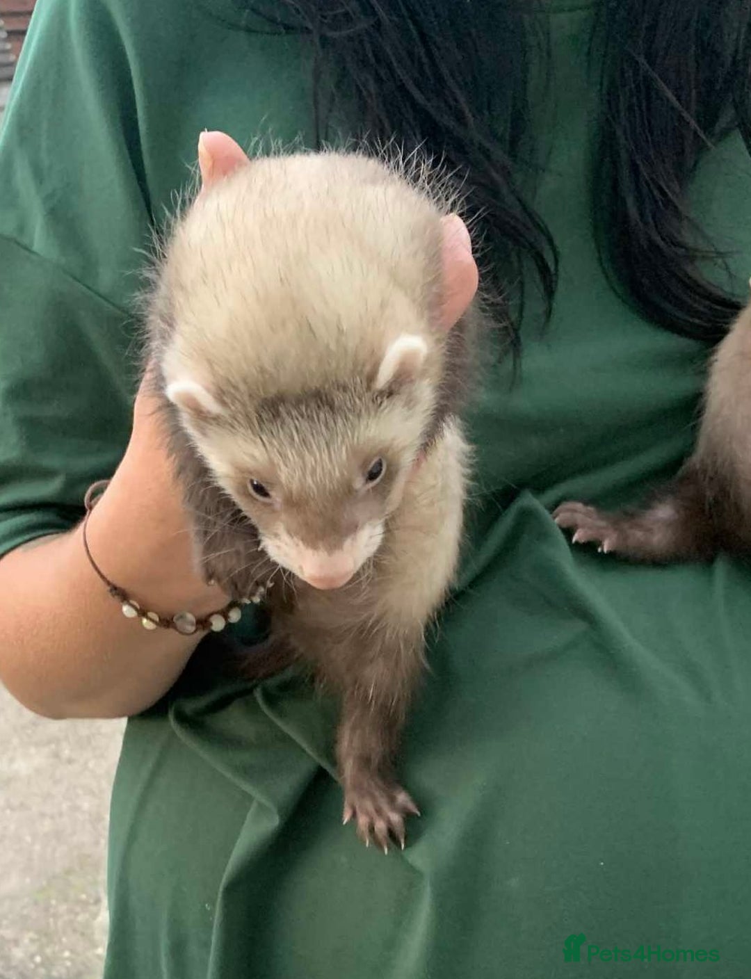 Ferret rodents for sale: Bonded brothers  - Image 4