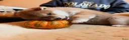 Japanese Shiba Inu dogs for sale: Kennel club registered Shiba Inu puppies  - Advert 25