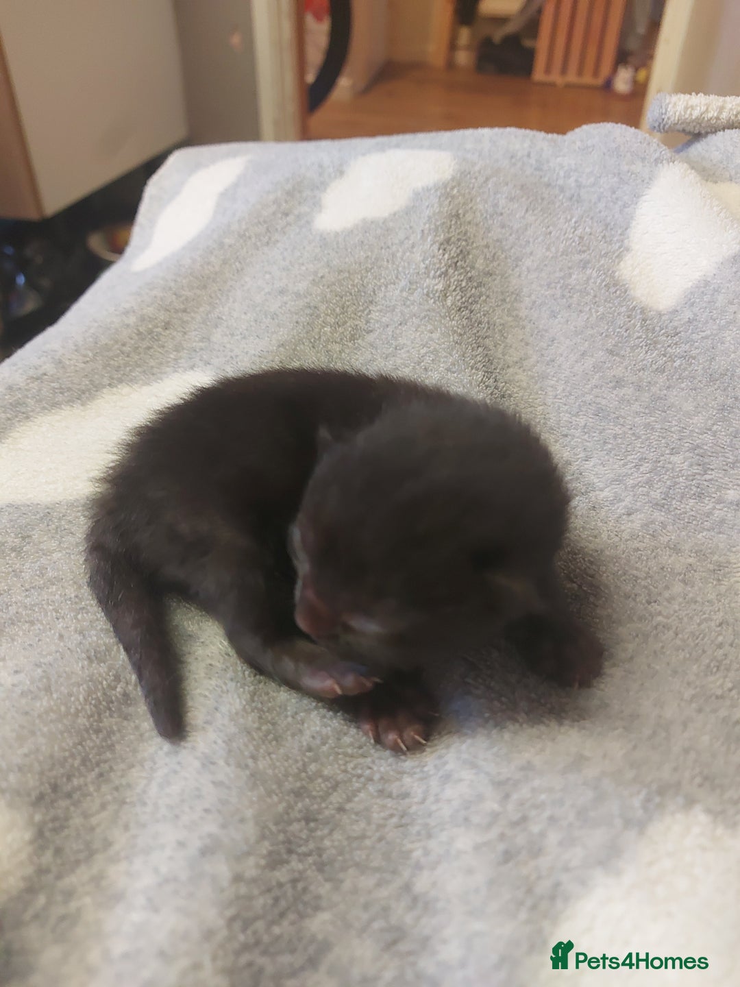 Mixed Breed cats for sale: 4 beautiful kittens - Image 11