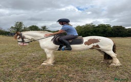 Irish Cob horses for sale: 14hh 4yo cob gelding  - Image 5