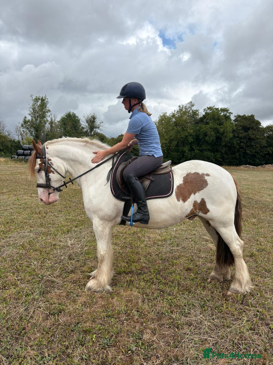 Irish Cob horses for sale: 14hh 4yo cob gelding  - Image 5