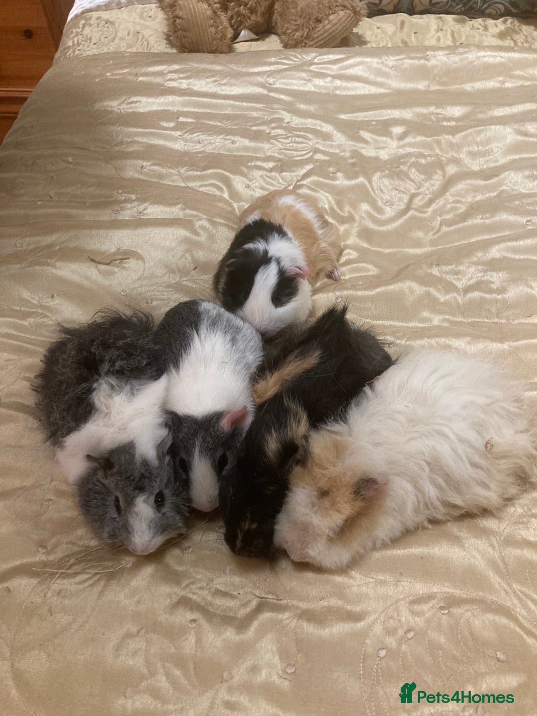 Guinea Pig rodents for sale: 5 gorgeous female Guinea pigs for sale - Advert 2