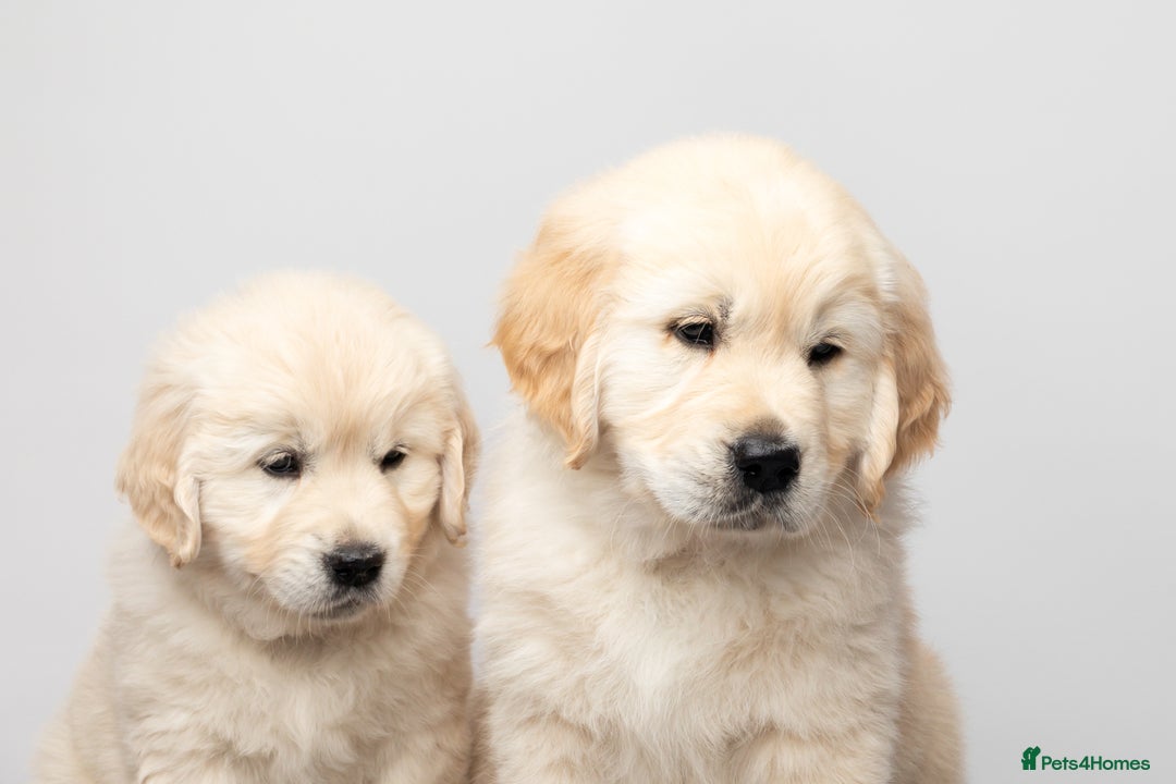 Golden Retriever dogs for sale: European bloodline GR puppies  - Advert 27