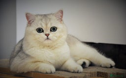 British Shorthair cats for stud: Stud, Great looking and sweet British Shorthair  in Bromley - Image 1