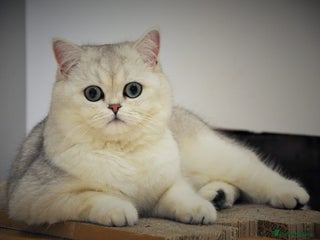 British Shorthair cats in Bromley - Advert 7