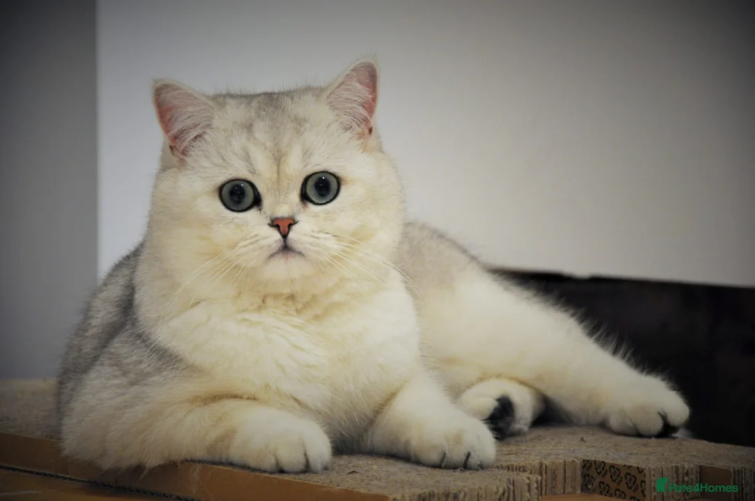 British Shorthair cats for stud: Stud, Great looking and sweet British Shorthair  in Bromley - Advert 1