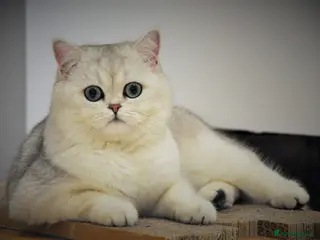 British Shorthair cats Stud, Great looking and sweet British Shorthair - Advert 1