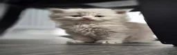 Scottish Fold cats for sale: Scottish fold and stright. Playful 5 females  - Advert 27