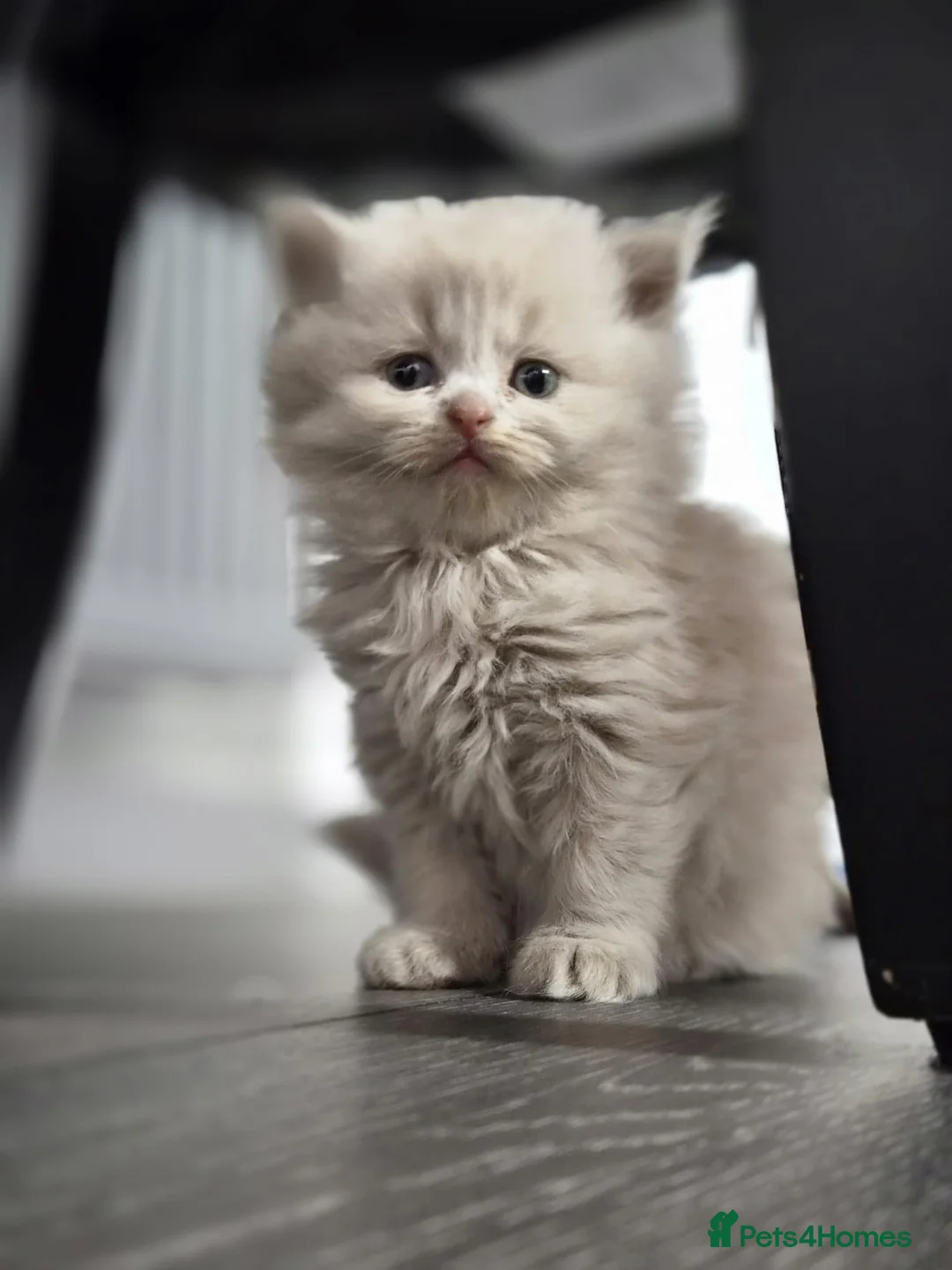 Scottish Fold cats for sale: Scottish fold and stright. Playful 5 females  - Advert 27