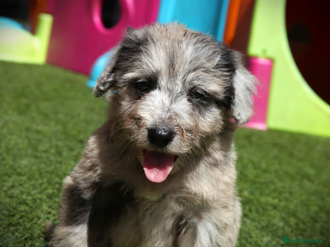 Bordoodle dogs for sale: Bordoodles Raised Right ✨ - Image 9