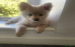 Pomchi dogs for sale: Beautiful Bert - Image 2