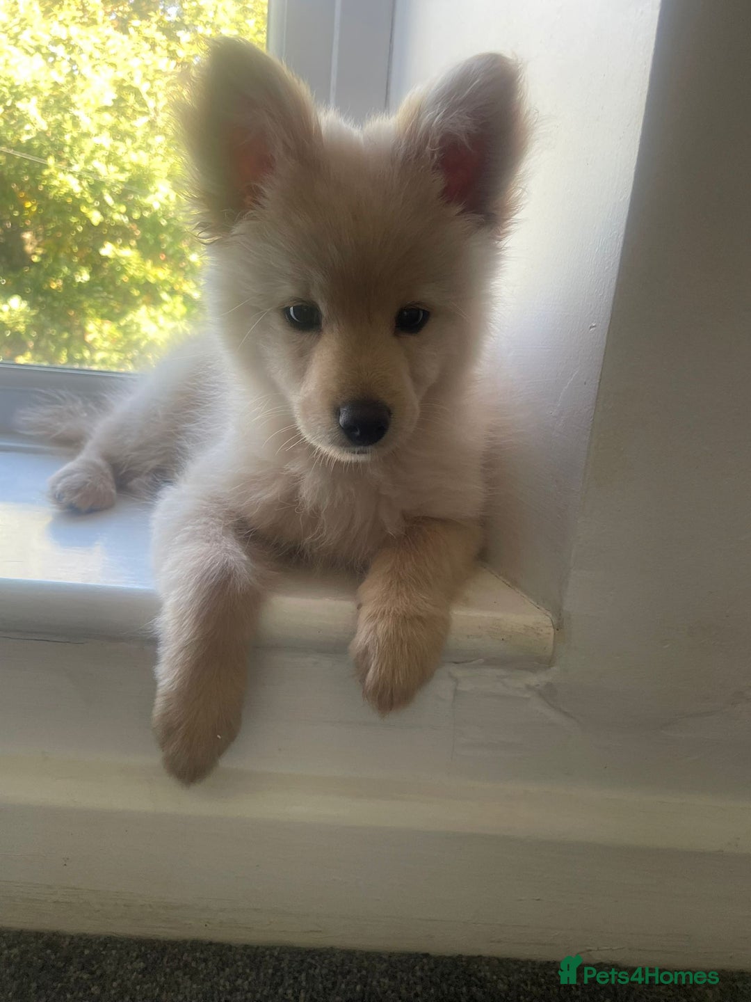 Pomchi dogs for sale: Beautiful Bert - Image 2