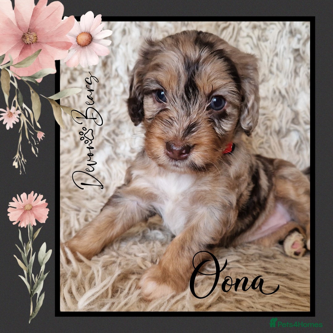 Cockapoo dogs for sale: Chunky health tested stunning English cockerpoos. - Image 9