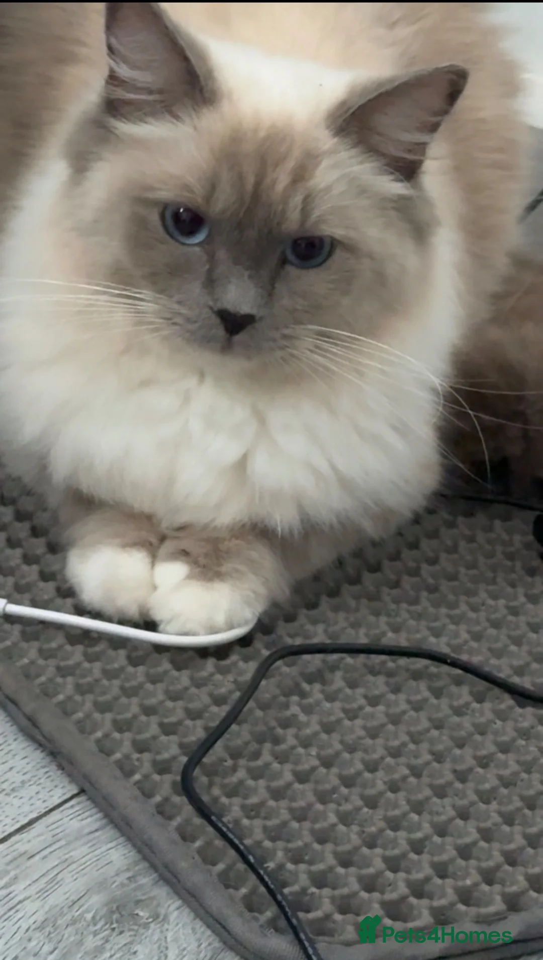 Ragdoll cats for sale: Female ragdolls sisters  - Advert 1