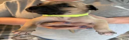 Mixed Breed dogs for sale: Presa Canario mixes in Warrington - Advert 6