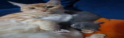 Mixed Breed cats for sale: Kittens of Maine Coon and Chartreux crosses in Portsmouth - Advert 8