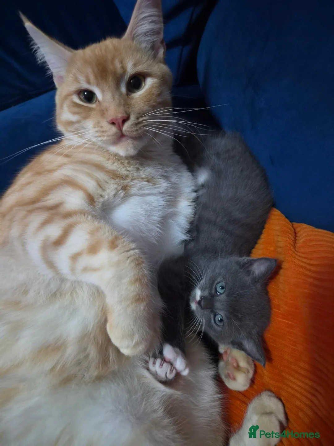 Mixed Breed cats for sale: Kittens of Maine Coon and Chartreux crosses in Portsmouth - Advert 8