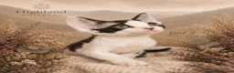 Devon Rex cats for sale: Devon Rex Kittens GCCf Registered Champions - Advert 8