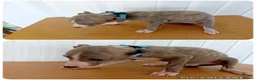 Whippet dogs for sale: Stunning Whippet Puppies for sale in Chesterfield - Advert 7