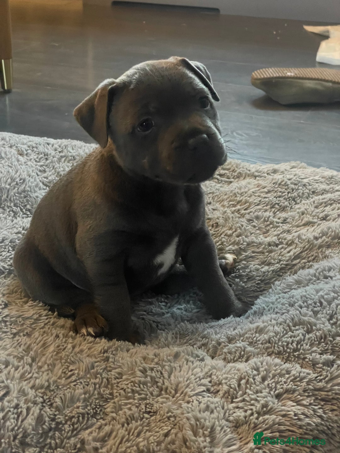 Staffordshire Bull Terrier dogs for sale: One beautiful Staffordshire bull terrier - Advert 2