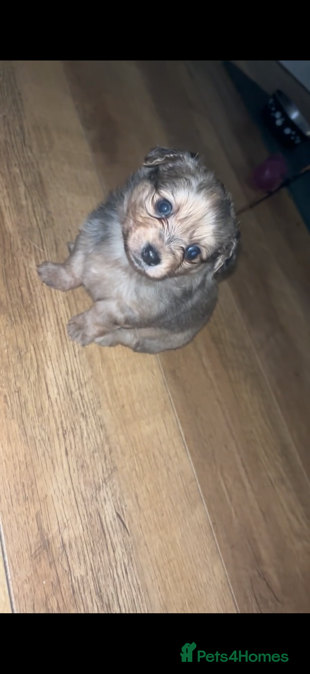 Chihuahua dogs for sale: MERLE CHIHUAHUAS 🐶 2 BOYS 1 GIRL STILL AVAILABLE - Advert 9