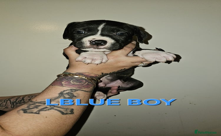 Bullmastiff dogs 12 Bullmastiff puppies for sale - Advert 1