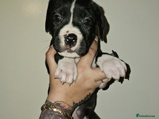 Bullmastiff dogs 12 Bullmastiff puppies for sale - Advert 6