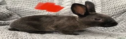 Rex rabbits for sale: Beautiful velvet mini Rex & Rex rabbits - Advert 4