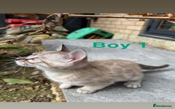 Bengal cats for sale: 4 Beautiful Bengals for sale  - Image 4